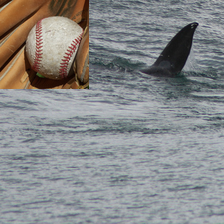 whale-baseball