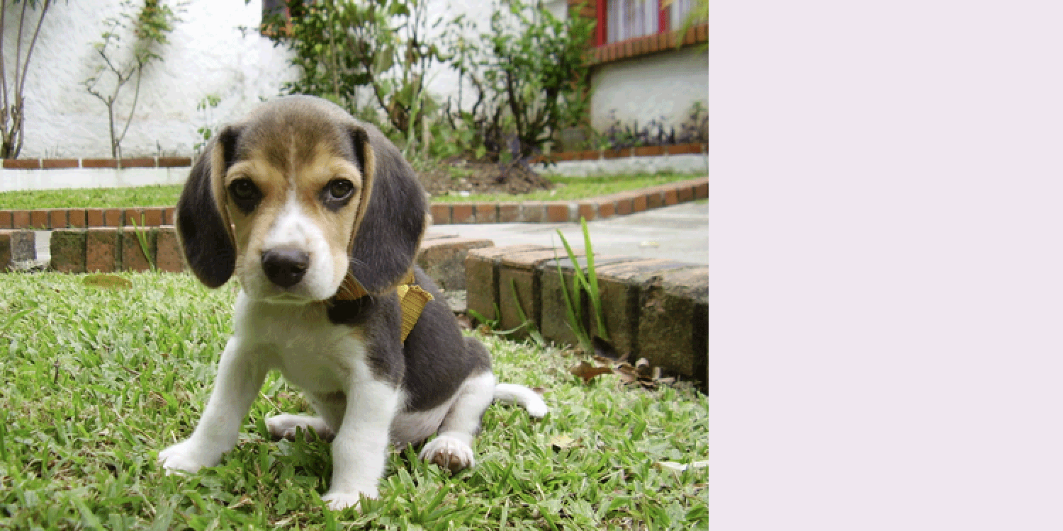 A picture of a puppy with long floppy ears next to an animated transcript of a debate between two fictional agents arguing whether the picture shows a dog or a cat. A transcript of the debate follows: Red: It's a dog. Here's a long, floppy ear. [Red highlights a rectangle containing a floppy dog ear] Blue: No, it's a cat. Here's one of its pointy ears. [Blue highlights a part of the floppy dog ear that looks like a pointy cat ear.] Red: that does look like an ear sloped to the right, but if it really was then part of the head would be here. Instead, there's brick. [Red highlights bricks in the background of the picture.] Blue: The ear is pointing out from behind some bricks. Red: The dog is in front of the bricks. If it was behind, there would be an edge here [Red highlights an area where the bricks would be in front of the animal head, but that area just shows the dog ear], but the rectangle is all the same color. Blue: I resign.